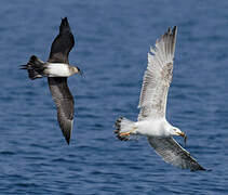 Parasitic Jaeger