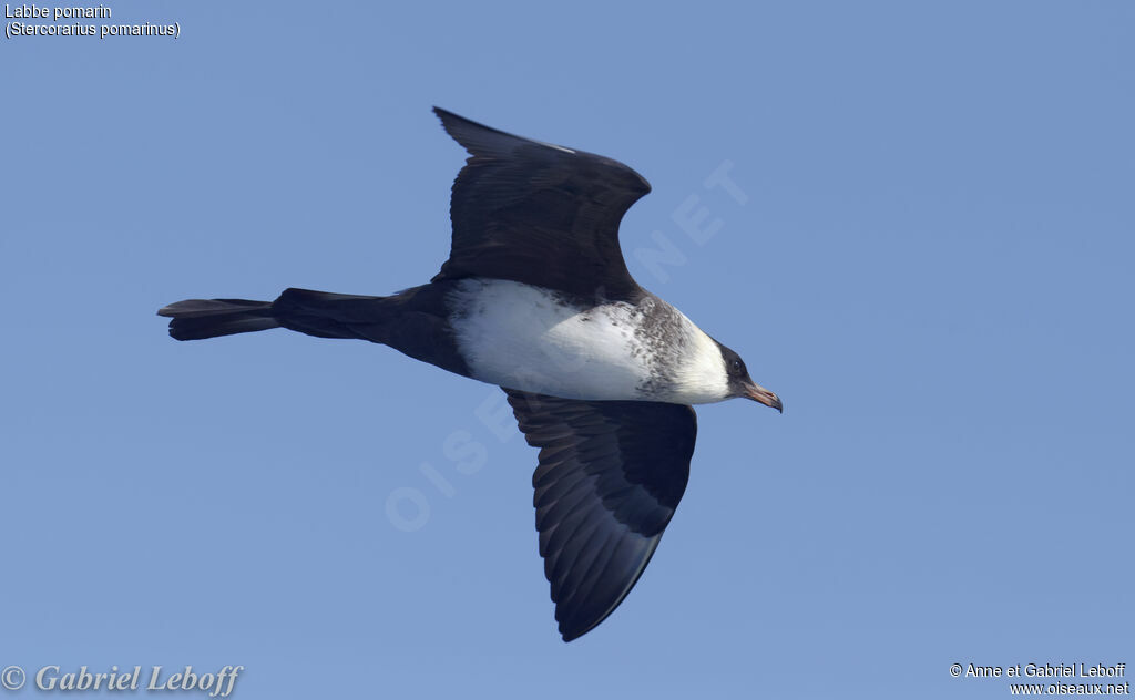 Pomarine Jaeger