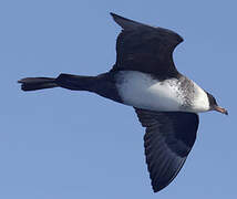 Pomarine Jaeger