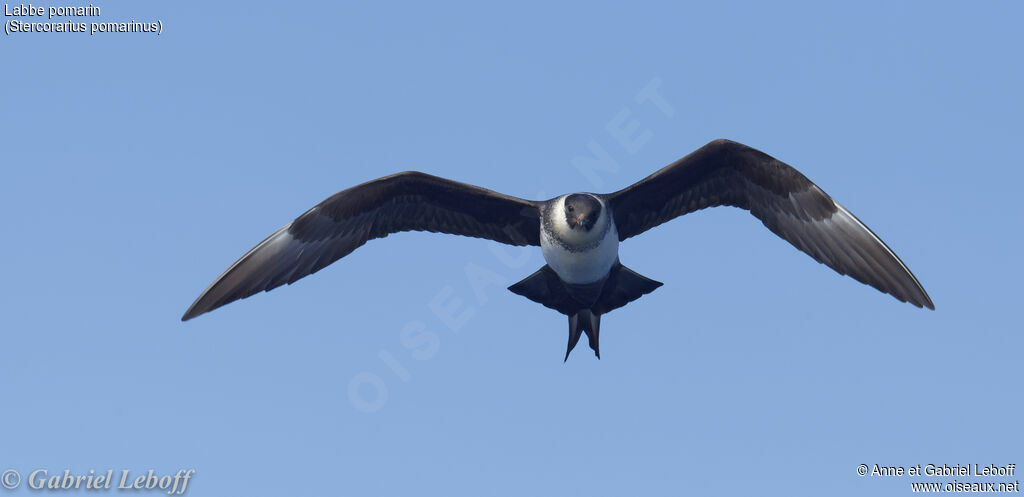 Pomarine Jaeger