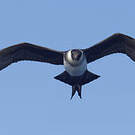 Labbe pomarin