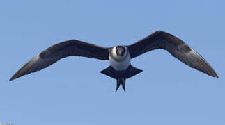 Pomarine Jaeger