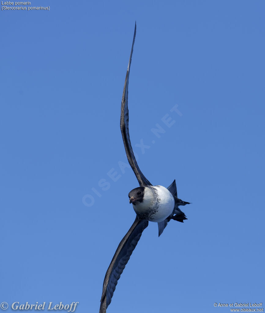 Pomarine Jaeger