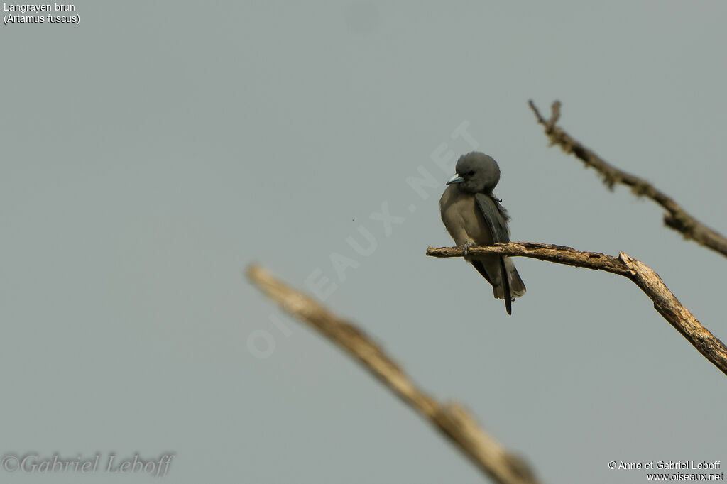 Ashy Woodswallow