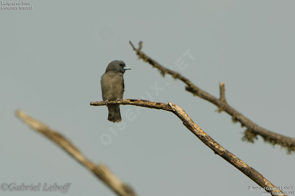 Ashy Woodswallow