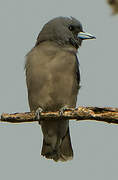 Ashy Woodswallow