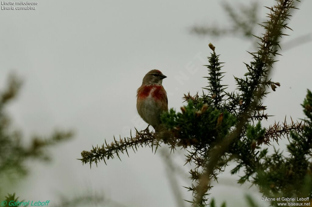 Linotte mélodieuse mâle