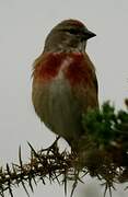 Linotte mélodieuse