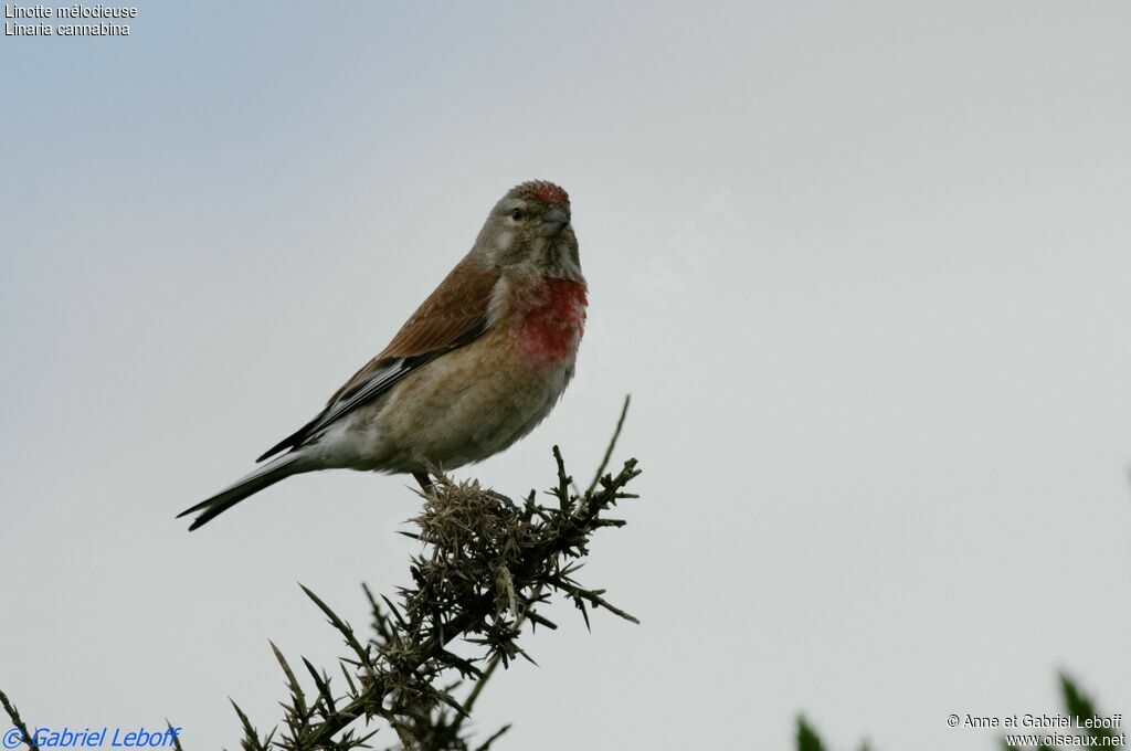 Linotte mélodieuse mâle