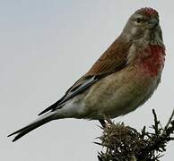 Common Linnet