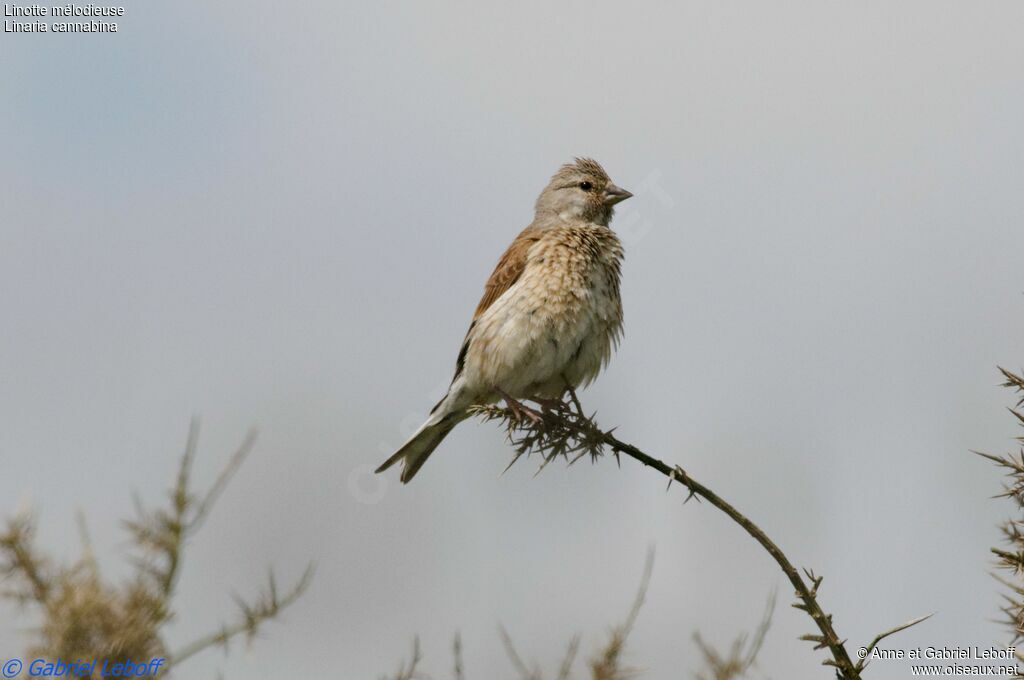 Linotte mélodieuse femelle