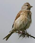 Common Linnet