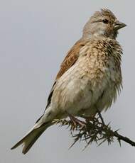 Linotte mélodieuse