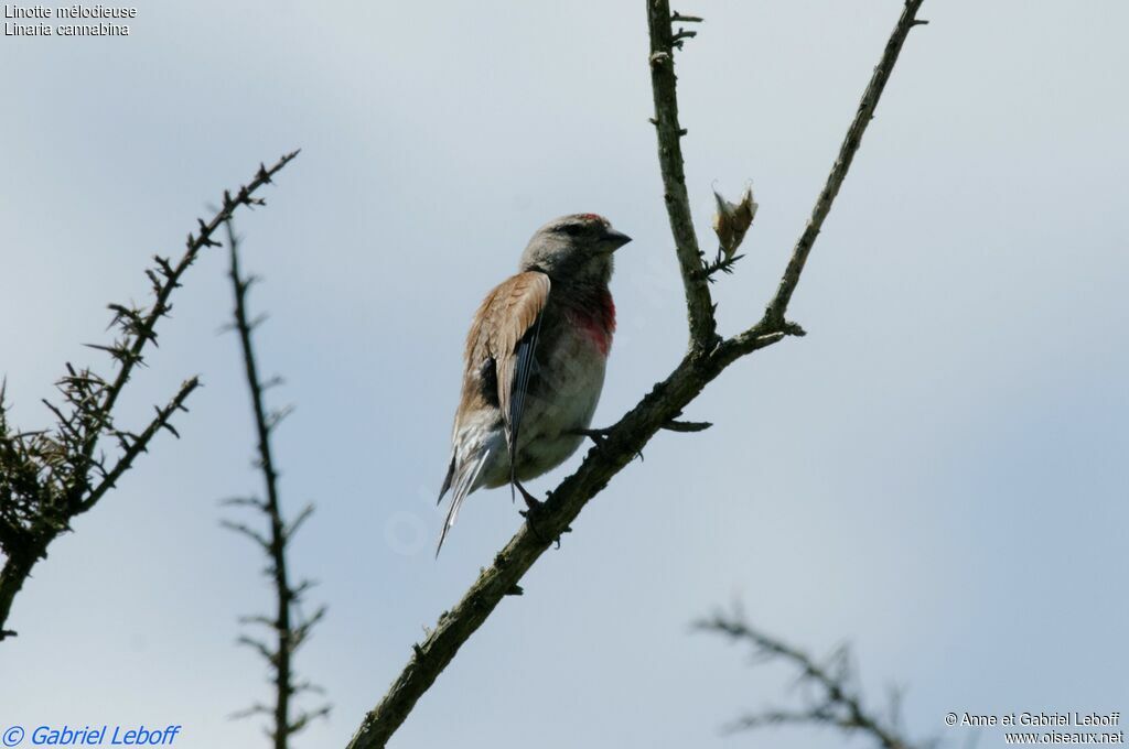 Common Linnet male