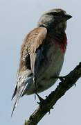 Common Linnet