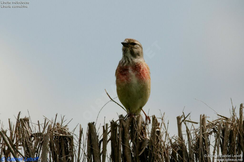 Common Linnet male