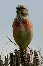 Linotte mélodieuse