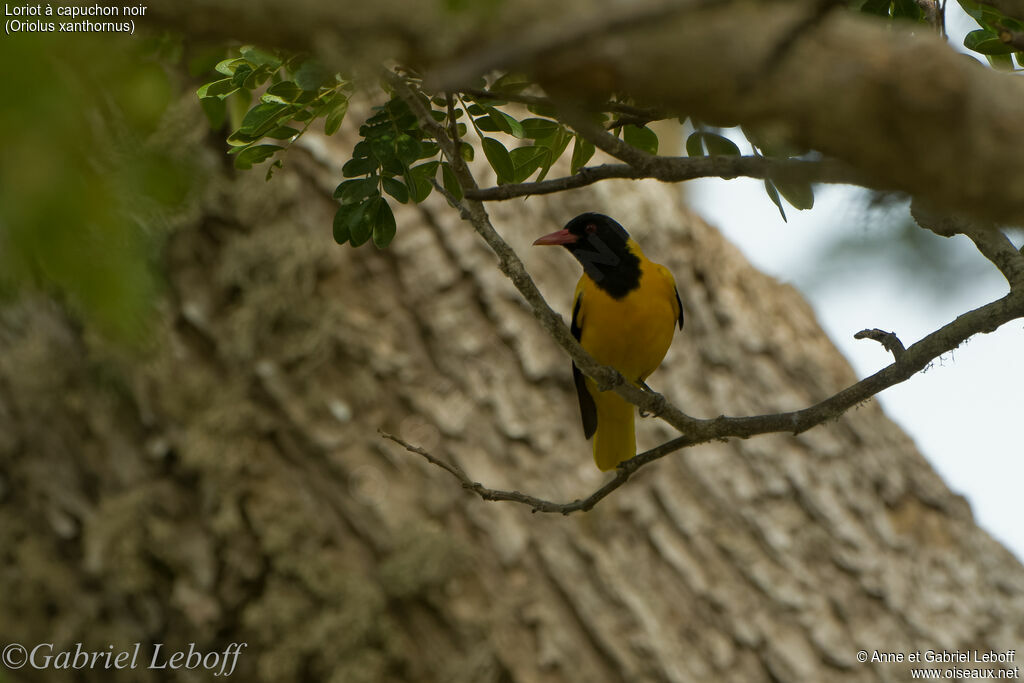 Black-hooded Oriole