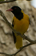 Black-hooded Oriole