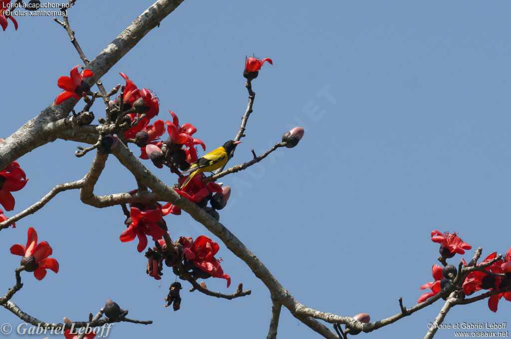 Black-hooded Oriole