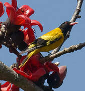 Black-hooded Oriole