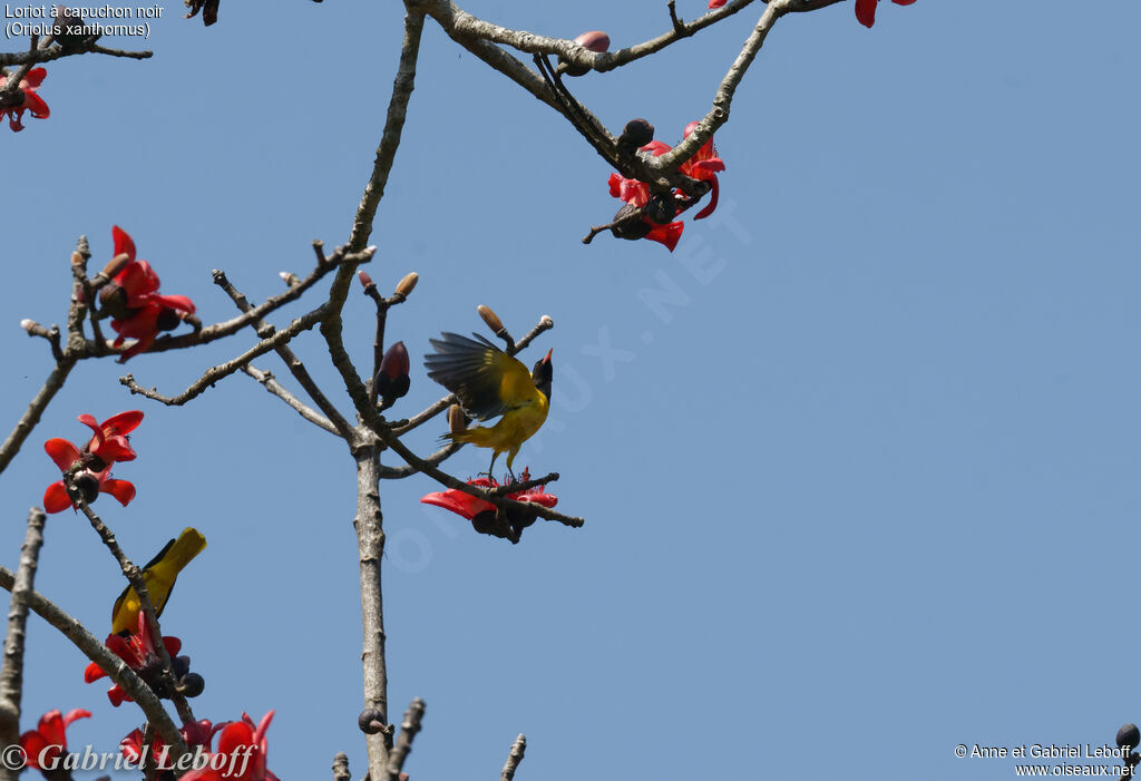 Black-hooded Oriole