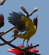 Black-hooded Oriole