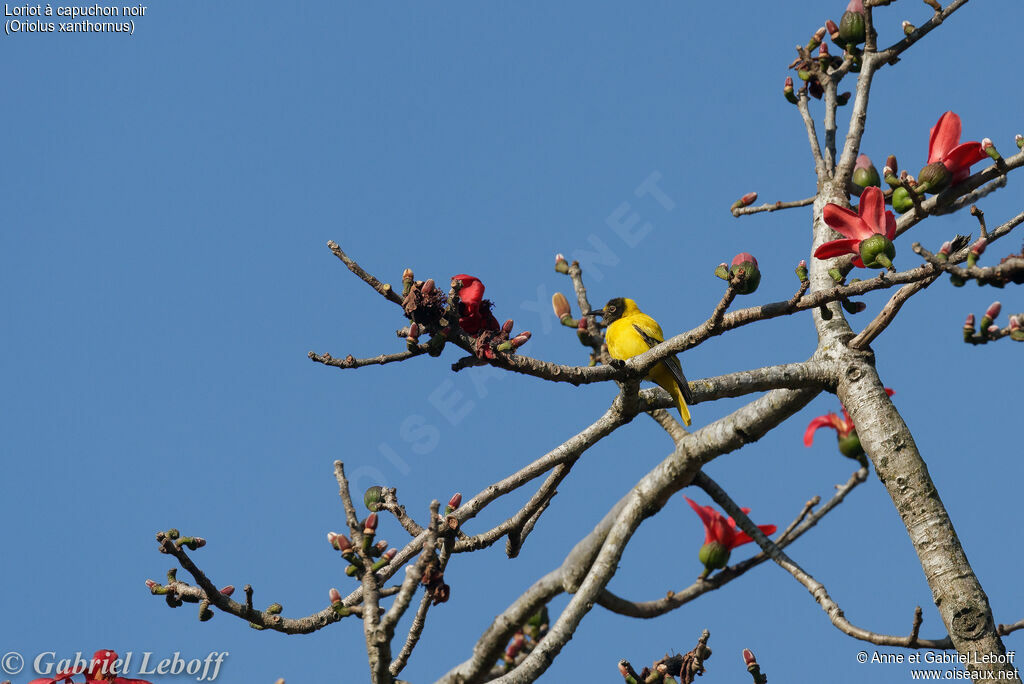 Black-hooded Oriole