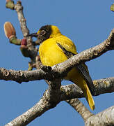 Black-hooded Oriole