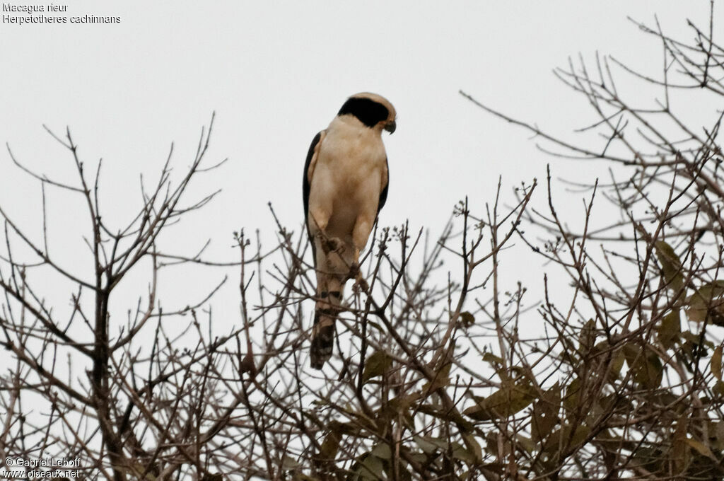 Laughing Falcon