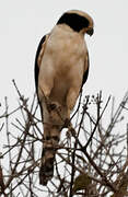 Laughing Falcon