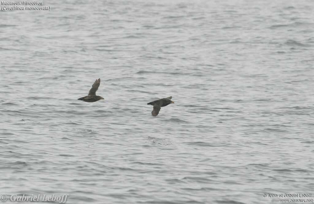 Rhinoceros Auklet