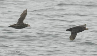 Rhinoceros Auklet