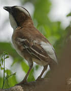 White-browed Sparrow-Weaver