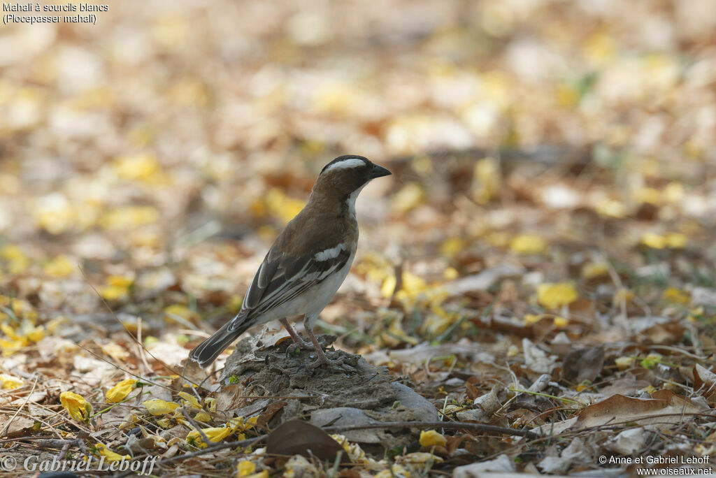 White-browed Sparrow-Weaver