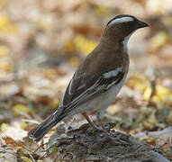 White-browed Sparrow-Weaver