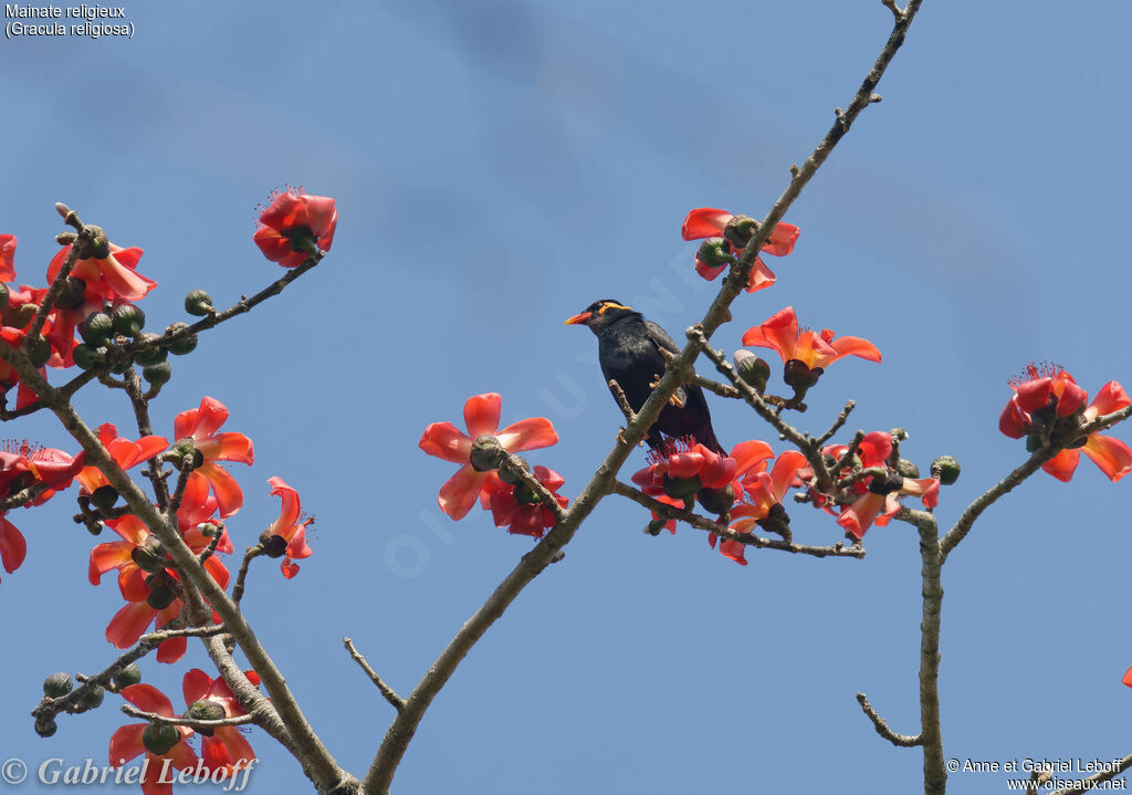 Common Hill Myna