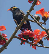 Common Hill Myna