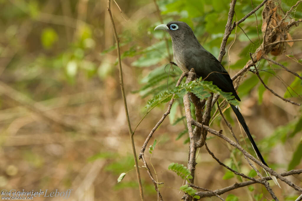 Blue-faced Malkohaadult, identification