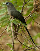 Blue-faced Malkoha