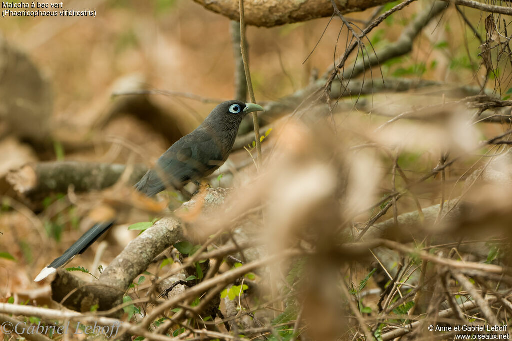 Blue-faced Malkoha