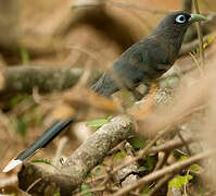 Blue-faced Malkoha