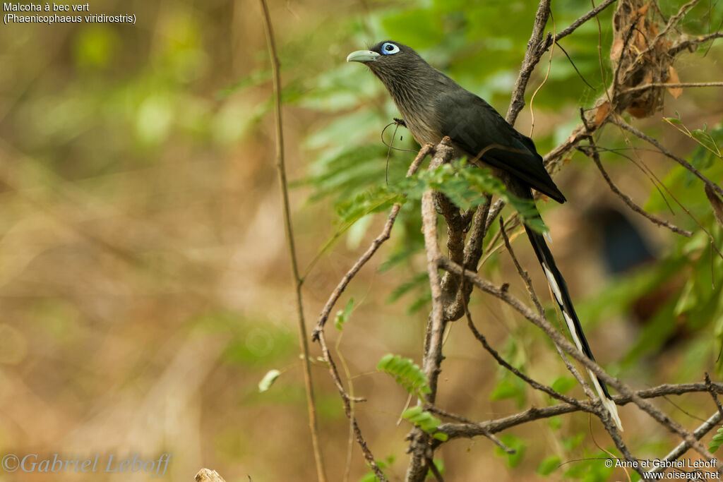 Blue-faced Malkoha