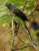 Blue-faced Malkoha