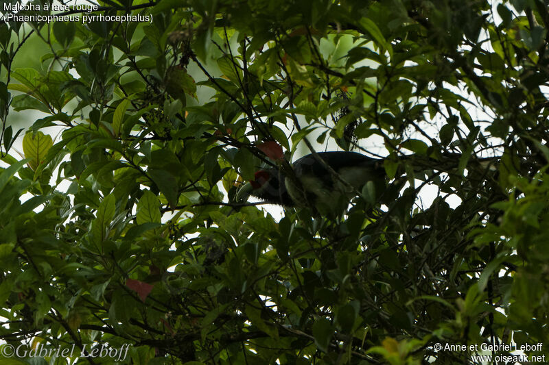 Red-faced Malkoha
