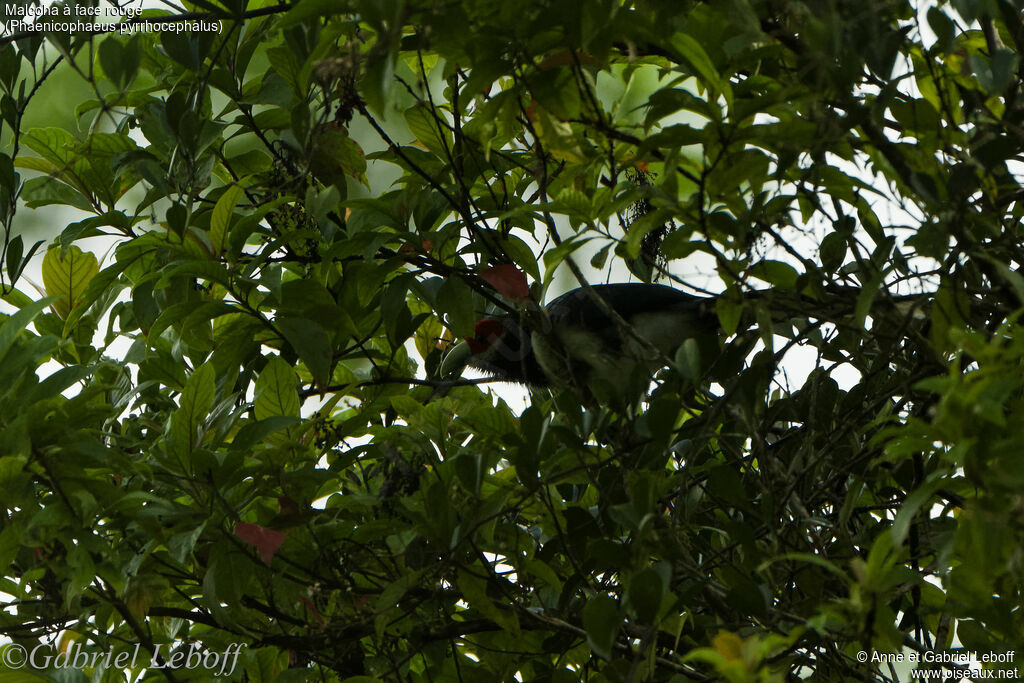 Malcoha à face rouge