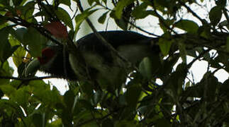 Red-faced Malkoha