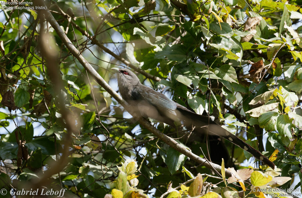 Green-billed Malkoha