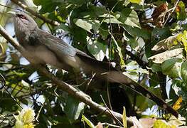 Green-billed Malkoha