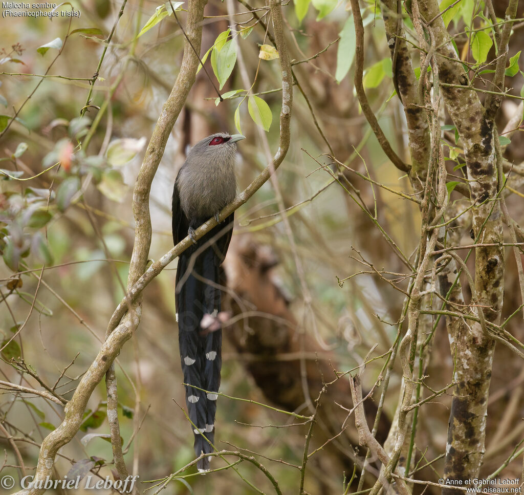 Green-billed Malkoha